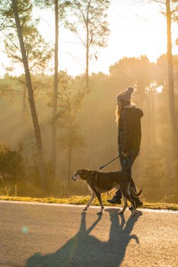 Genç bir kadın köpeğini sabah güneşinin ışınları, sıcak ve uzun gölgelerle doğada gezdirip eğitiyor. Arkadaşlık ve hayvani aşk kavramı. Sonbahar manzarası.
