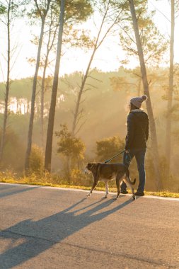 Genç bir kadın köpeğini sabah güneşinin ışınları, sıcak ve uzun gölgelerle doğada gezdirip eğitiyor. Arkadaşlık ve hayvani aşk kavramı. Sonbahar manzarası.