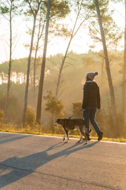 Genç bir kadın köpeğini sabah güneşinin ışınları, sıcak ve uzun gölgelerle doğada gezdirip eğitiyor. Arkadaşlık ve hayvani aşk kavramı. Sonbahar manzarası.