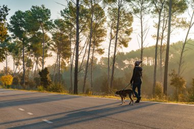Genç bir kadın köpeğini sabah güneşinin ışınları, sıcak ve uzun gölgelerle doğada gezdirip eğitiyor. Arkadaşlık ve hayvani aşk kavramı. Sonbahar manzarası.