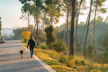 Genç bir kadın köpeğini sabah güneşinin ışınları, sıcak ve uzun gölgelerle doğada gezdirip eğitiyor. Arkadaşlık ve hayvani aşk kavramı. Sonbahar manzarası.