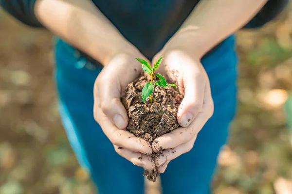 手牵着幼小的植物在朦胧的自然背景与阳光 生态地球日的概念 生态友好 拯救地球 — 图库照片