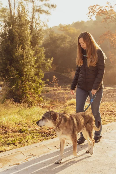 Jovem Caminhando Educando Seu Cão Natureza Com Raios Sol Manhã — Fotografia de Stock