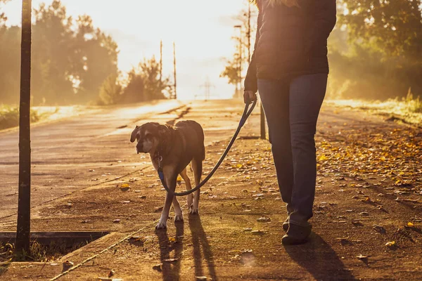 Молодая Женщина Выгуливает Воспитывает Свою Собаку Природе Лучами Утреннего Солнца — стоковое фото