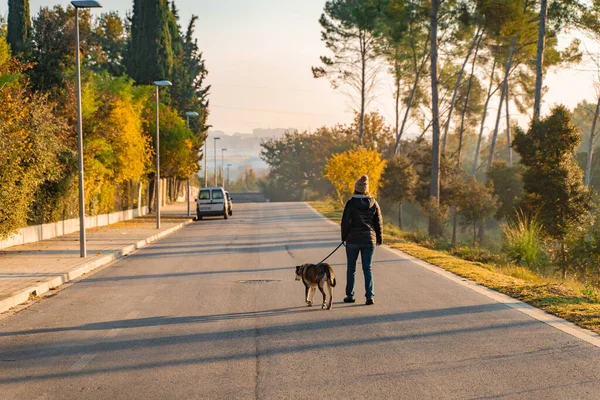 Jovem Caminhando Educando Seu Cão Natureza Com Raios Sol Manhã — Fotografia de Stock