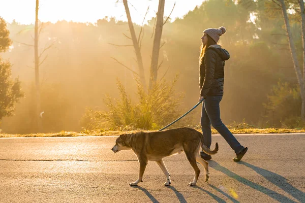 Молодая Женщина Выгуливает Воспитывает Свою Собаку Природе Лучами Утреннего Солнца — стоковое фото