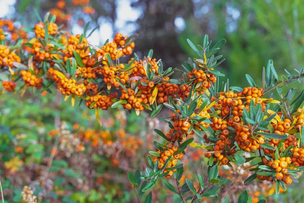 Hermoso Arbusto Otoño Con Fruta Naranja Fondo Ornamentación Otoño Con — Foto de Stock