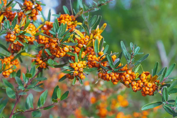 Hermoso Arbusto Otoño Con Fruta Naranja Fondo Ornamentación Otoño Con — Foto de Stock