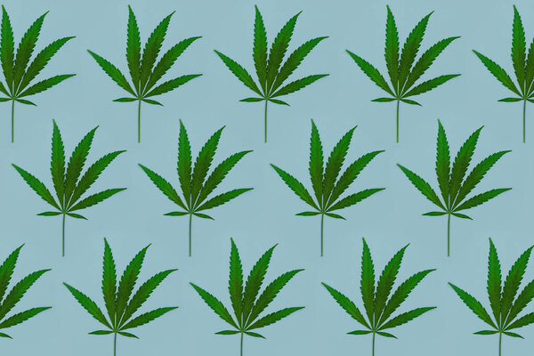 Hemp or cannabis leaves isolated on a light blue background. Top view, flat plan. Pattern background with green leaves. Alternative herbal medicine and cannabis concept. 