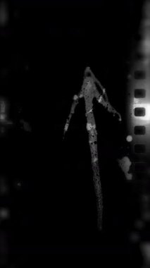 Siyah ve beyaz analog kamera sesi ve tahıl dokusu videosu. Yüksek kalite 4k görüntü