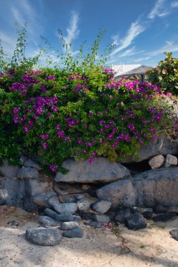 Costa Teguise Kanarya Adaları 'nda güzel begonvillere yakın çekim. İspanya