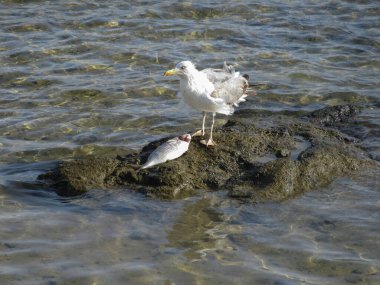 Sahildeki kayalıklarda avlanan balıklarla martı resmi.