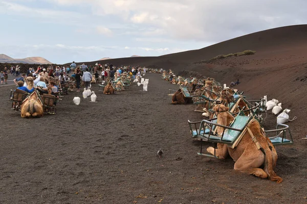 Lanzarote, İspanya-19 Eylül 2019: Lanzarote Adası 'ndaki deve kervanı resmi. Kanarya adaları İspanya
