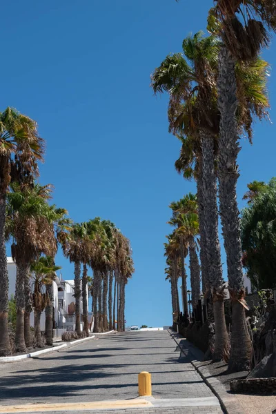 İspanya 'nın Kanarya Adaları' ndaki Lanzarote adasında palmiye ağaçlarıyla çevrili bir caddenin fotoğrafı.
