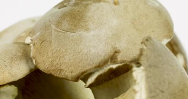 Beyaz arka planda dönen biyolojik Cardoncelli mantarları, izole edilmiş sebzeler 4k. 