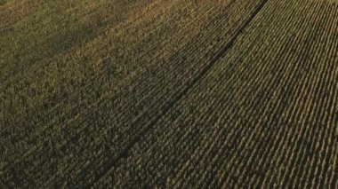 Monferrato, Piedmont, Kuzey İtalya 'da gün batımında mısır tarlalarının hava görüntüsü.