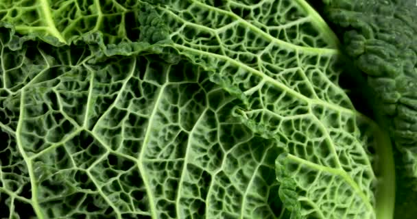 Repolho Savoy Verde Biológico Girando Sobre Fundo Branco Vegetais Isolados — Vídeo de Stock