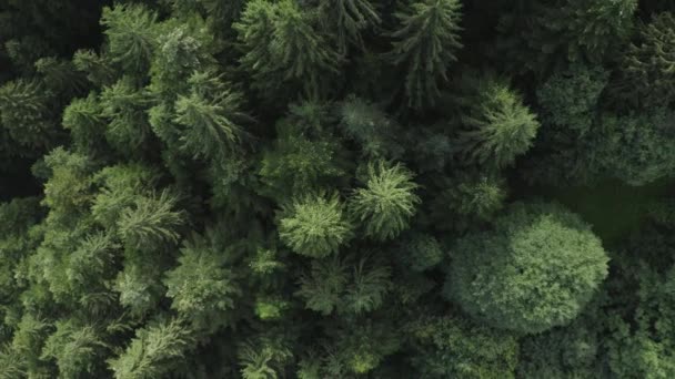夏の山の森の中の緑の木の空中風景 — ストック動画