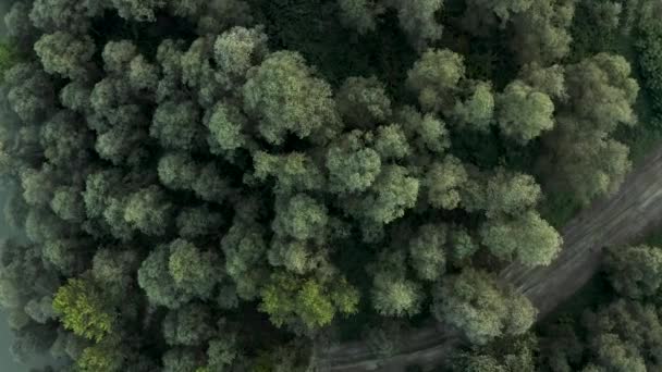 Nehir Kenarındaki Yeşil Ağaçların Havadan Görünüşü — Stok video