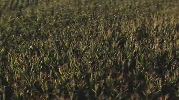 Luchtfoto Van Maïsvelden Bij Zonsondergang Monferrato Piemonte Noord Italië — Stockvideo