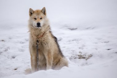 Greenlandic furry husky