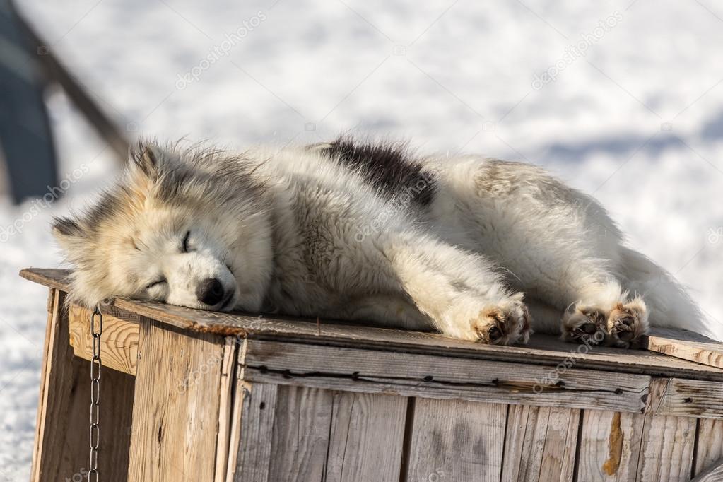 Cute greenlandic sleeping husky