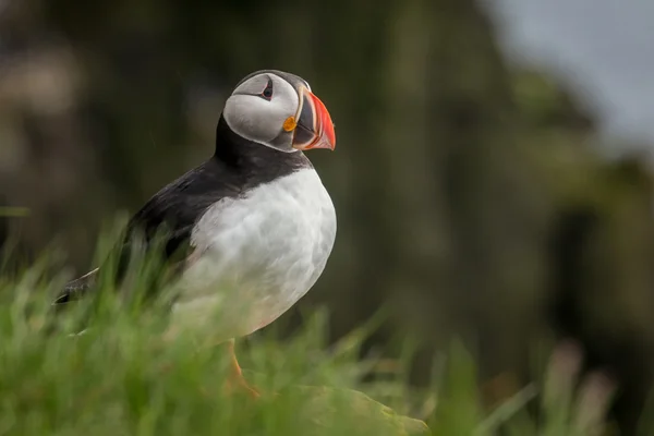 Puffin on the cliff — Stock Photo, Image
