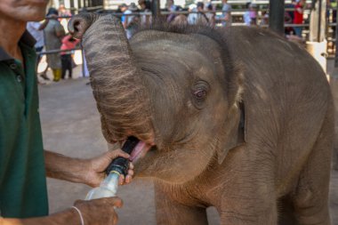 Sri Lanka'da besleme küçük fil