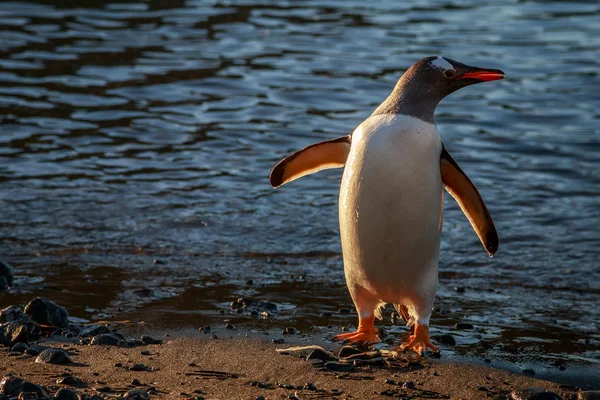 Пінгвін Adeli на острові Barientes — стокове фото