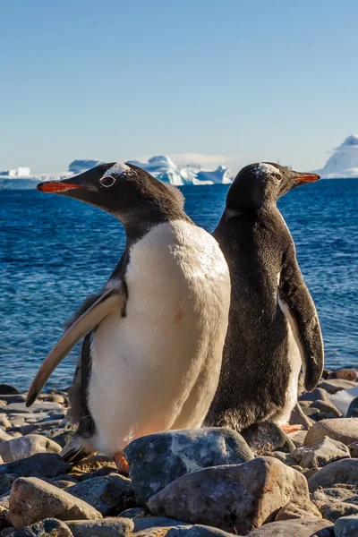 Gentoos、Cuverville 島ジェンツー ペンギンを歩く — ストック写真