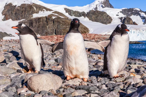Ходьба Gentoos, Gentoo Cuverville острів пінгвінів — стокове фото