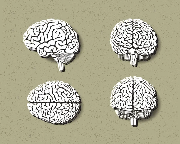 Ensemble du cerveau humain . — Image vectorielle