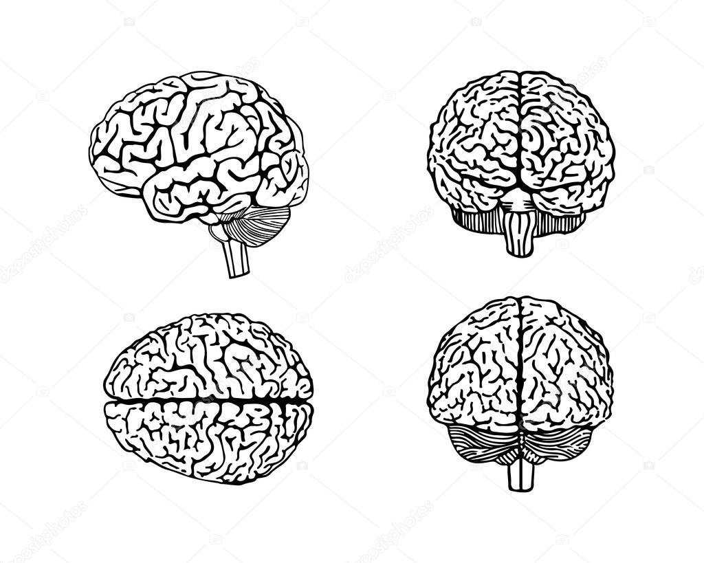 Vector outline illustration of human brain