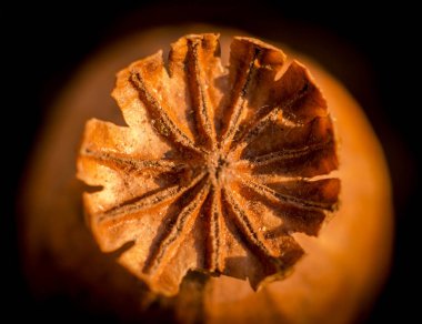 Sıcak güneş ışığında haşhaş kafa. Üst Manzara. Kuru haşhaş kapsülü. Narkotik iksir