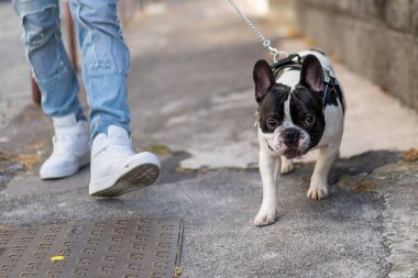 Hipster bir adam sokakta elinde buldoguyla dolaşıyor. Köpeğin ve sahibinin ayaklarının detayları..