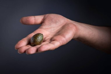 Bir insanın eli, narenciye havyarı olarak da bilinen taze bir limonu nazikçe tutar ve karanlık bir stüdyonun arka planında nadir bulunan egzotik meyveleri sunar.