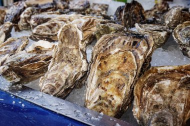 Deniz ürünleri pazarındaki ezilmiş buz yatağında sergilenen taze çiğ istiridyelerin yakın çekimi..
