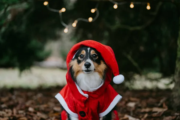Sheltie Shetland Sheepdog 'un Noel elbisesiyle oturduğu şirin portreyi yakından çek. Noel hayvanı konsepti.
