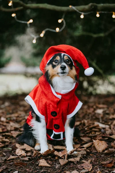 Sheltie Shetland Sheepdog 'un Noel elbisesiyle oturduğu şirin portreyi yakından çek. Noel hayvanı konsepti.