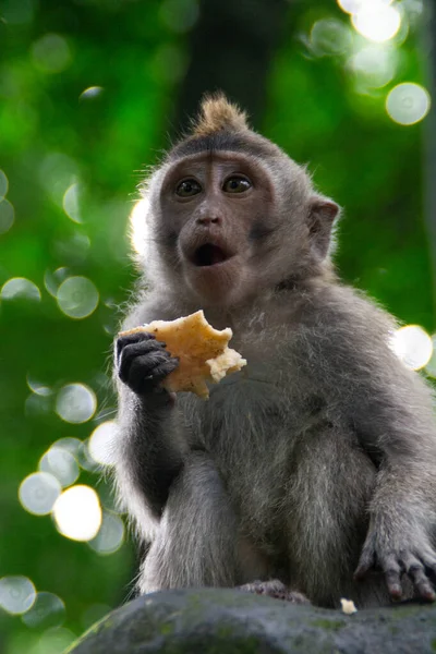 Kutsal Maymun Ormanı Ubud. Hayvan / vahşi yaşam konsepti. Bali Endonezya 'daki yetişkin maymun görüntüsü. Turistler için popüler eğlence / tatil yeri.
