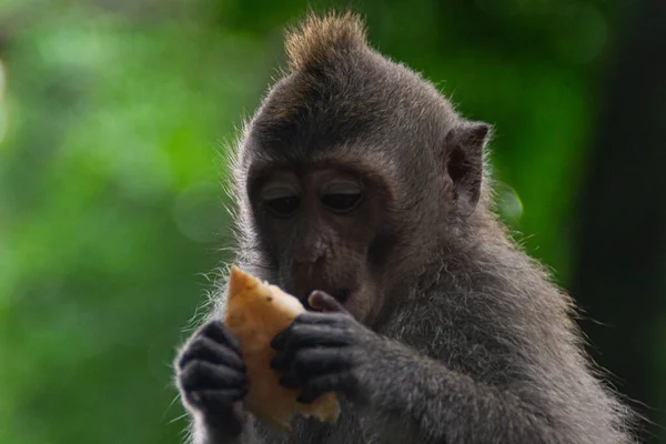神圣的猴林萌芽 野生动物概念 印尼巴厘岛的成年猕猴景观 旅游胜地 旅游胜地 — 图库照片