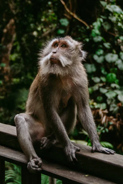 Kutsal Maymun Ormanı Ubud. Hayvan / vahşi yaşam konsepti. Bali Endonezya 'daki yetişkin maymun görüntüsü. Turistler için popüler eğlence / tatil yeri.
