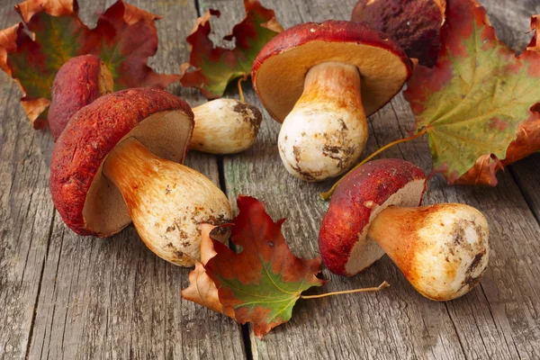 Ceps et feuilles d'érable éparpillées sur le fond en bois — Photo