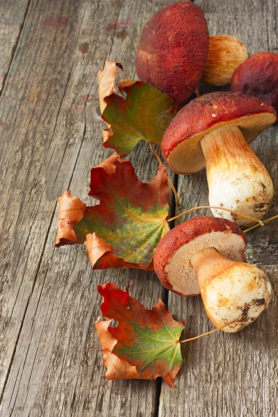 Cèpes et feuilles d'érable éparpillées — Photo