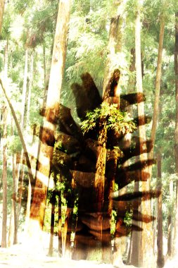 Çift pozlama çam kozalağı bir ormanda