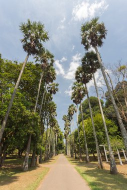 Palmiye sokakta botanical garden Peradeniya. Kandy, Sri Lanka