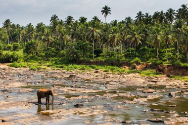 Fil Nehri, Pinnawala manzara, avuç içi