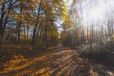 Sonbahar ormanı, gün ışığında renkli ağaçlar. Renkli kırsal