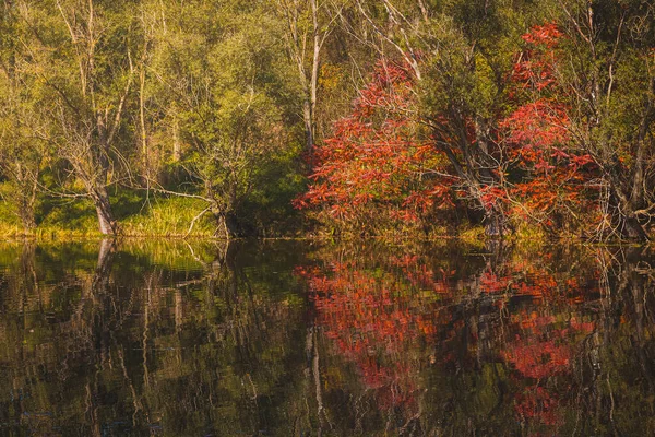 秋天的颜色多彩的树 有池塘 有倒影 — 图库照片