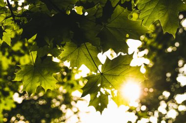 Günbatımında yeşil akçaağaç yaprakları, güneş ışığı